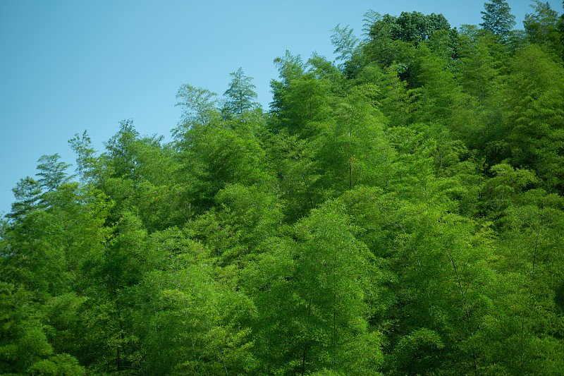 Moganshan bamboo forest — a green escape from Shanghai's summer heat